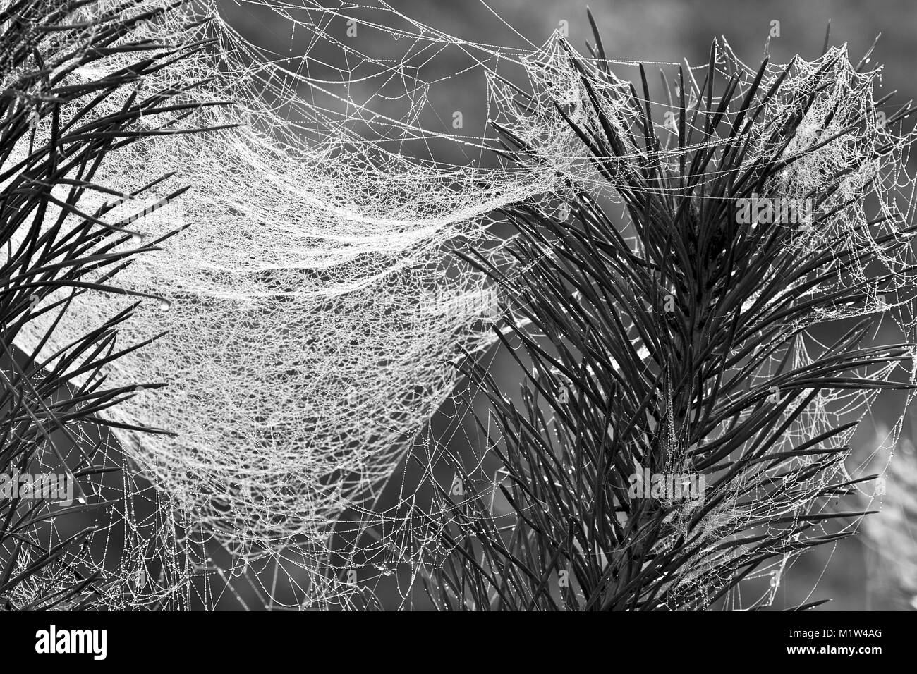 Spider Web Del Pino nelle prime ore del mattino Foto Stock