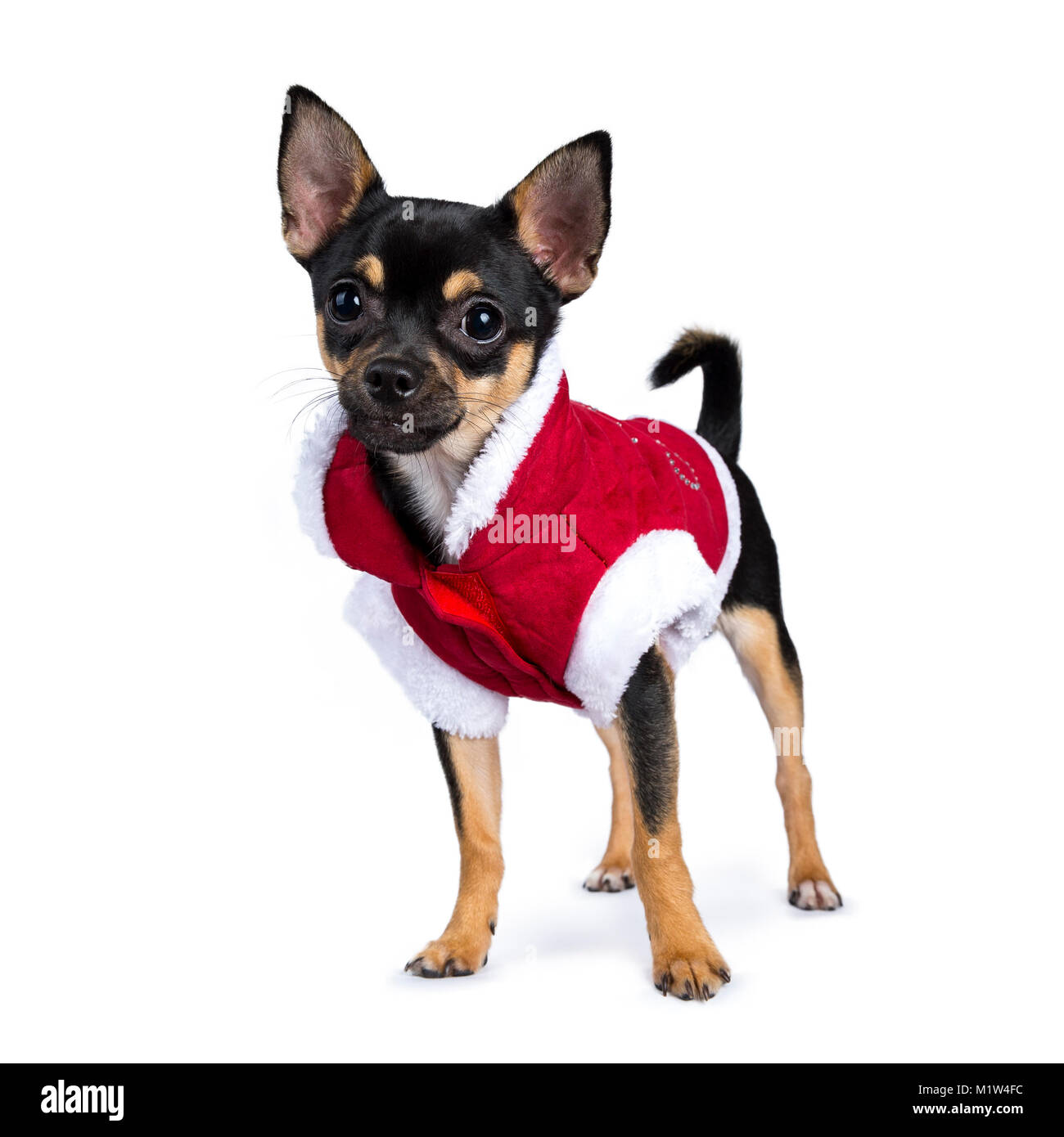 Nero cane chiwawa lato permanente di modi di indossare carino camicia di natale isolato su sfondo bianco Foto Stock
