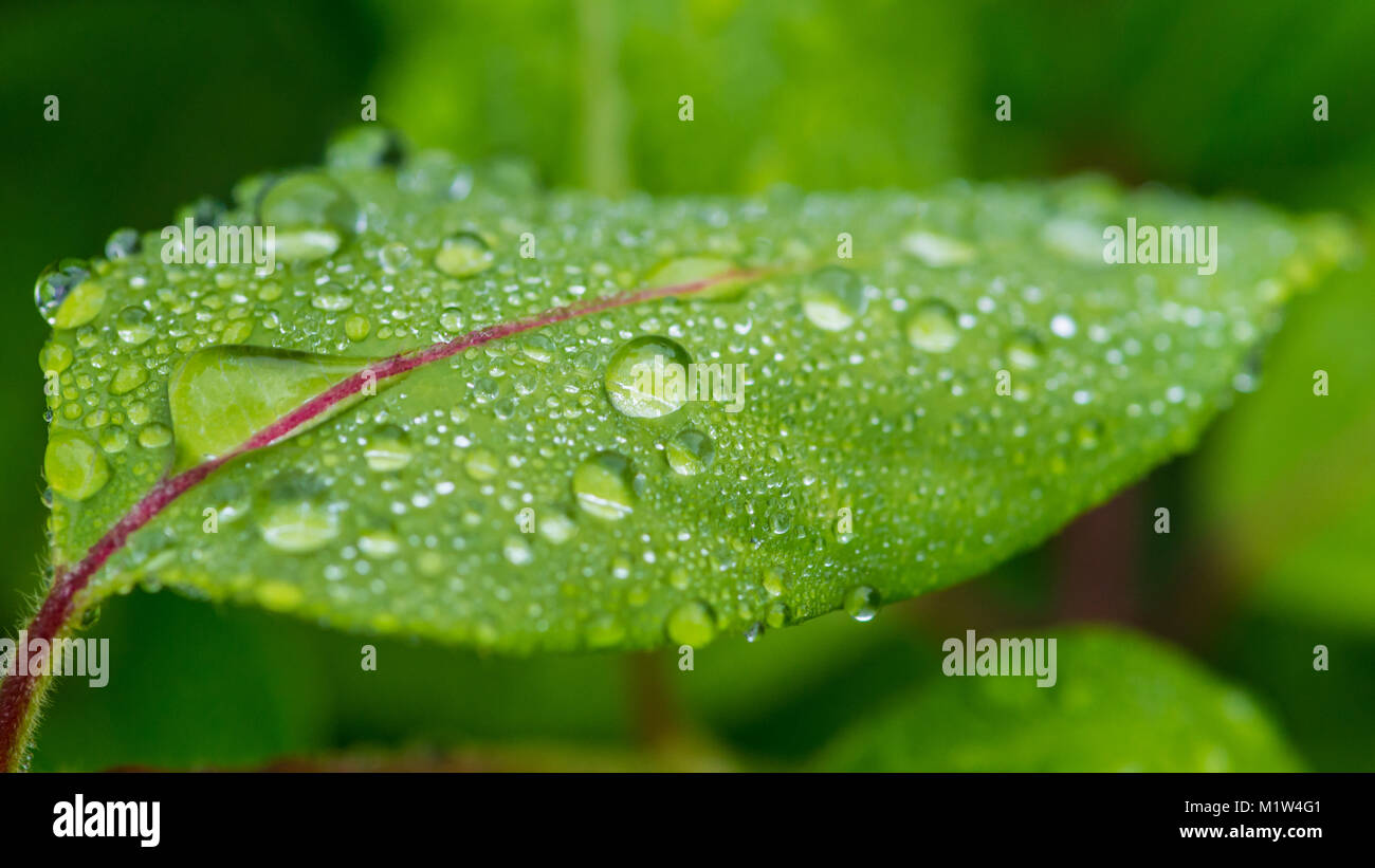 Una macro shot di alcune gocce di pioggia in appoggio su una foglia verde. Foto Stock