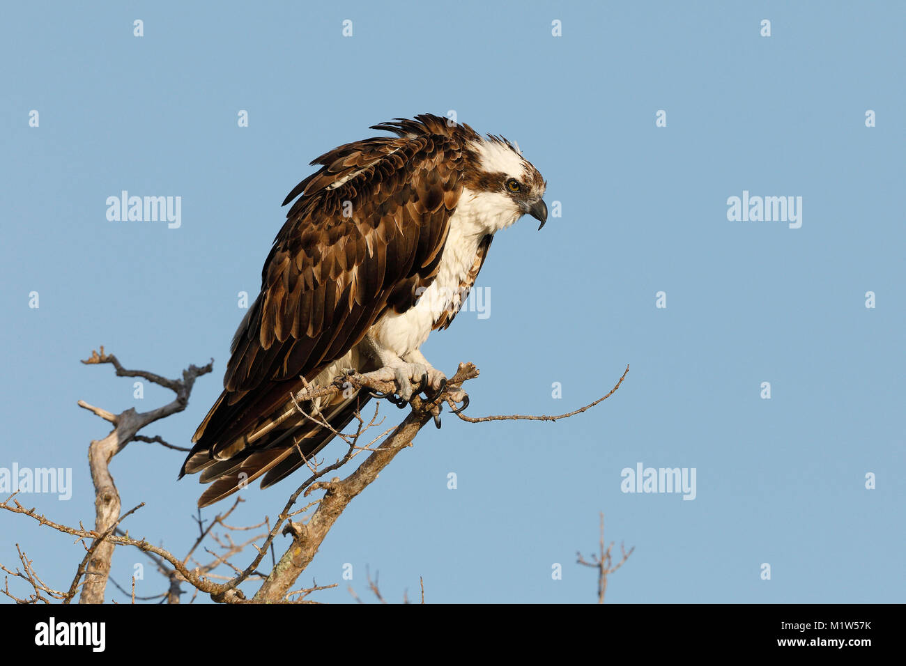 Falco pescatore (Pandion haliaetus) appollaiato in un albero morto - Bunche Beach, Florida Foto Stock