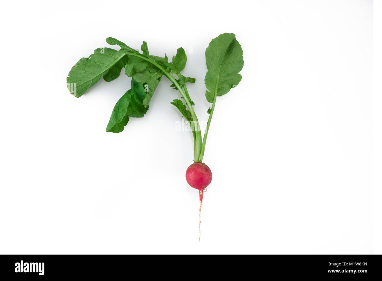 Un organico fresco ripe rosso vegetale di rafano isolato in uno sfondo bianco Foto Stock