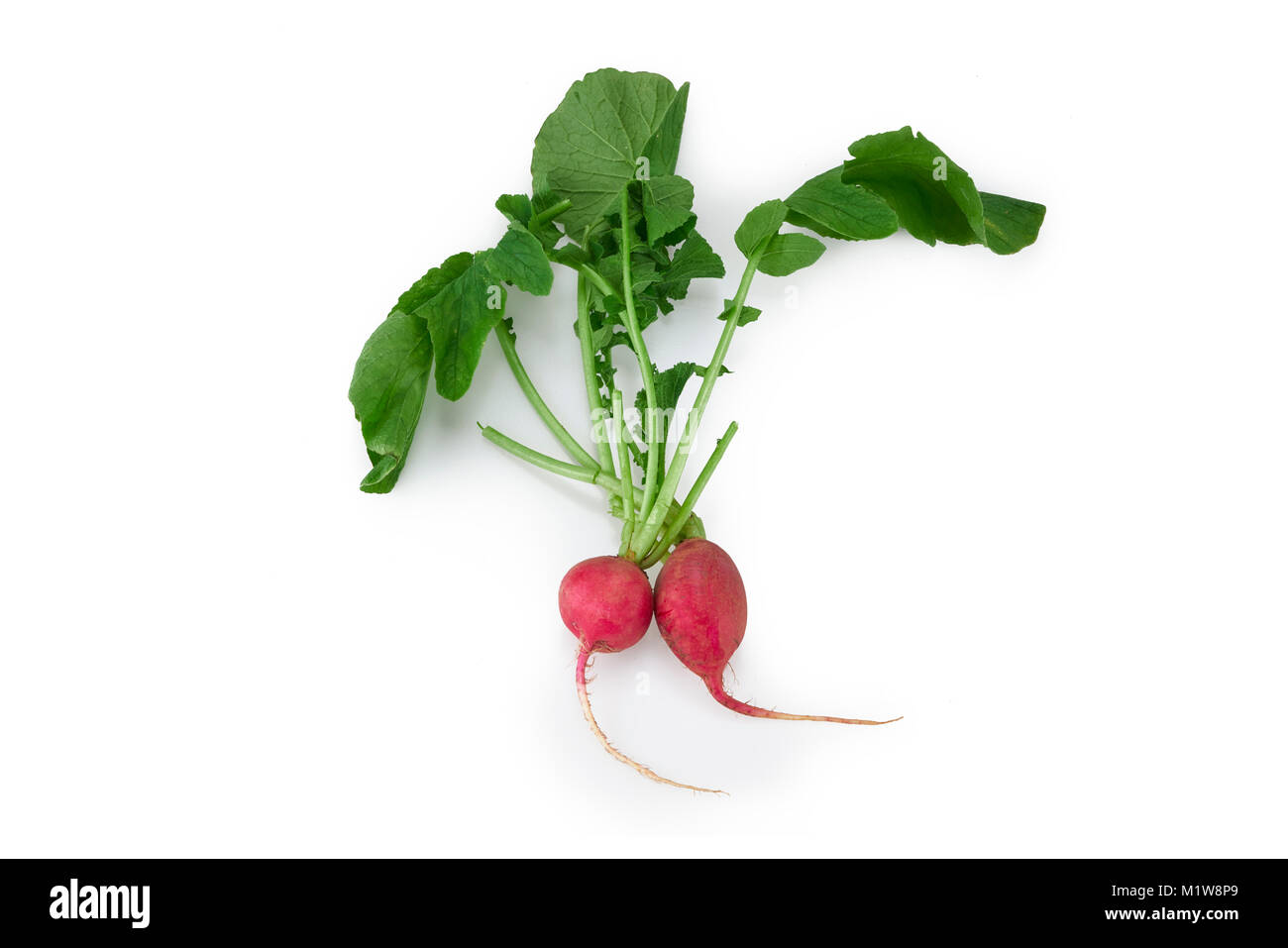 Un organico fresco ripe rosso vegetale di rafano isolato in uno sfondo bianco Foto Stock