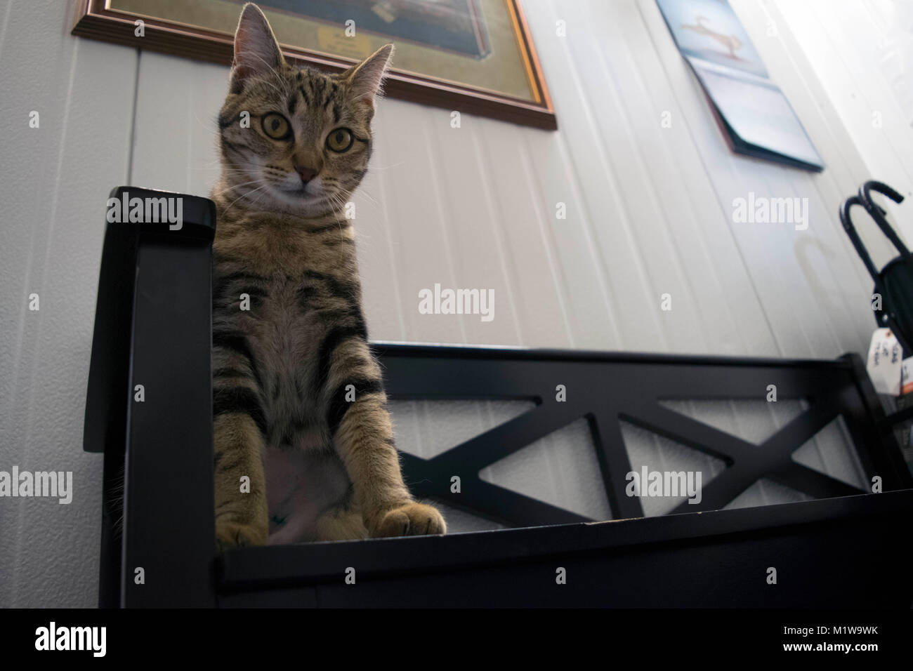 Un gatto esplora i suoi dintorni a Yolo County Animal Shelter. Foto Stock