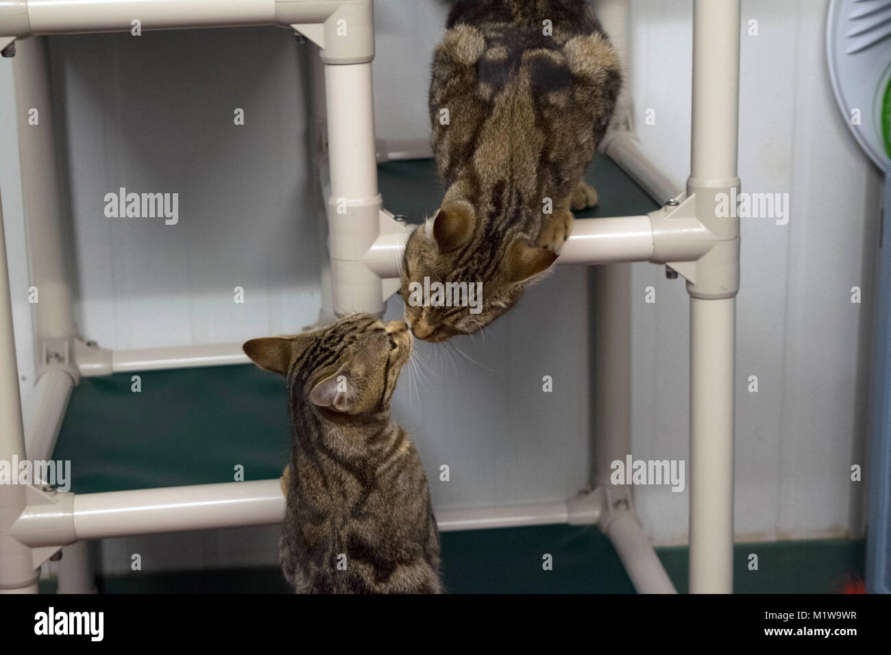 Due gemelli Gatti salutare ogni altro mentre sono in attesa di adozione presso il Yolo County Animal Shelter. Foto Stock