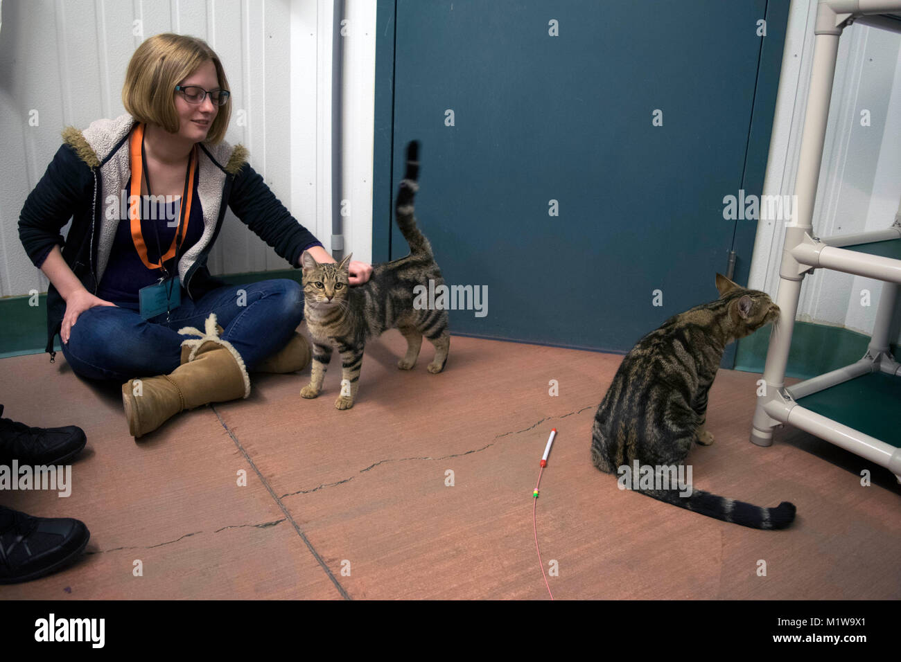 Un volontario con il Yolo County Animal Shelter aiuta a socializzare i gatti fino per l'adozione. Foto Stock