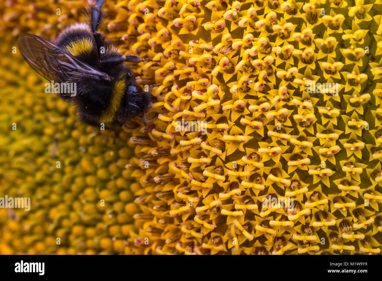 Immagine dettagliata di un'ape bumble, bombus terrestris, che si nuda al nettare e impollinando un girasole, Helianthus annuus. Garsons Farm, Inghilterra Foto Stock