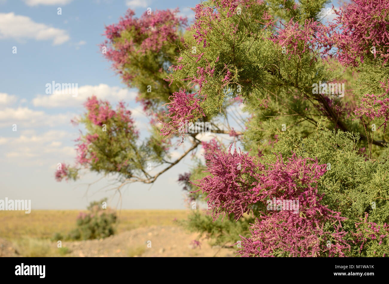 Il sale cedro in fiore. Foto Stock