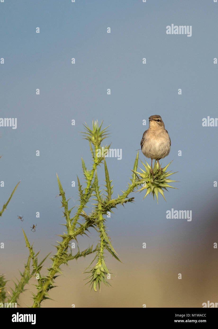 Rufous-tailed Scrub Robin (Cercotrichas galactotes), Muscicapidae Foto Stock