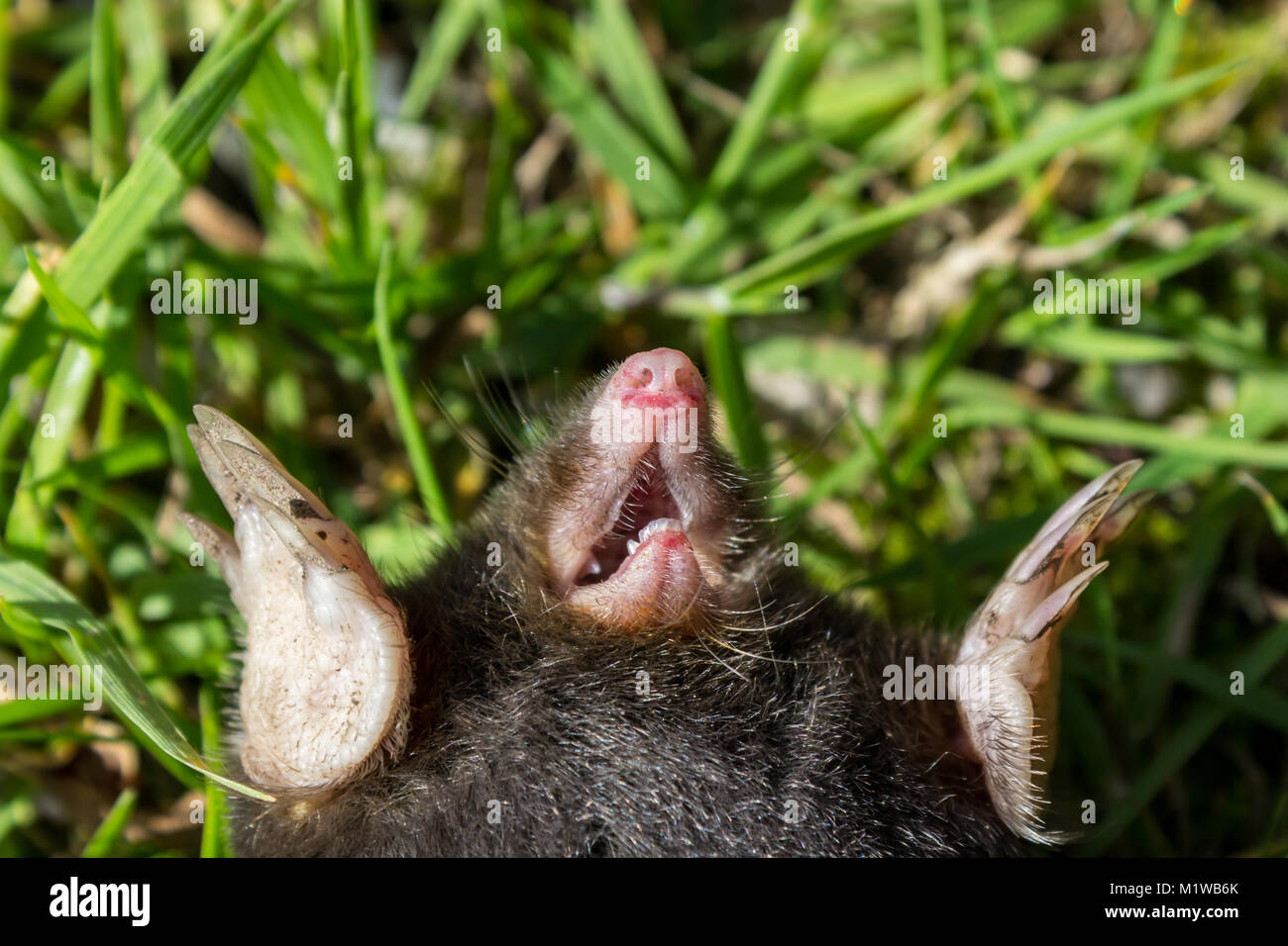 Mole morto giacente su erba, close-up; Vendsyssel, Danimarca Foto Stock