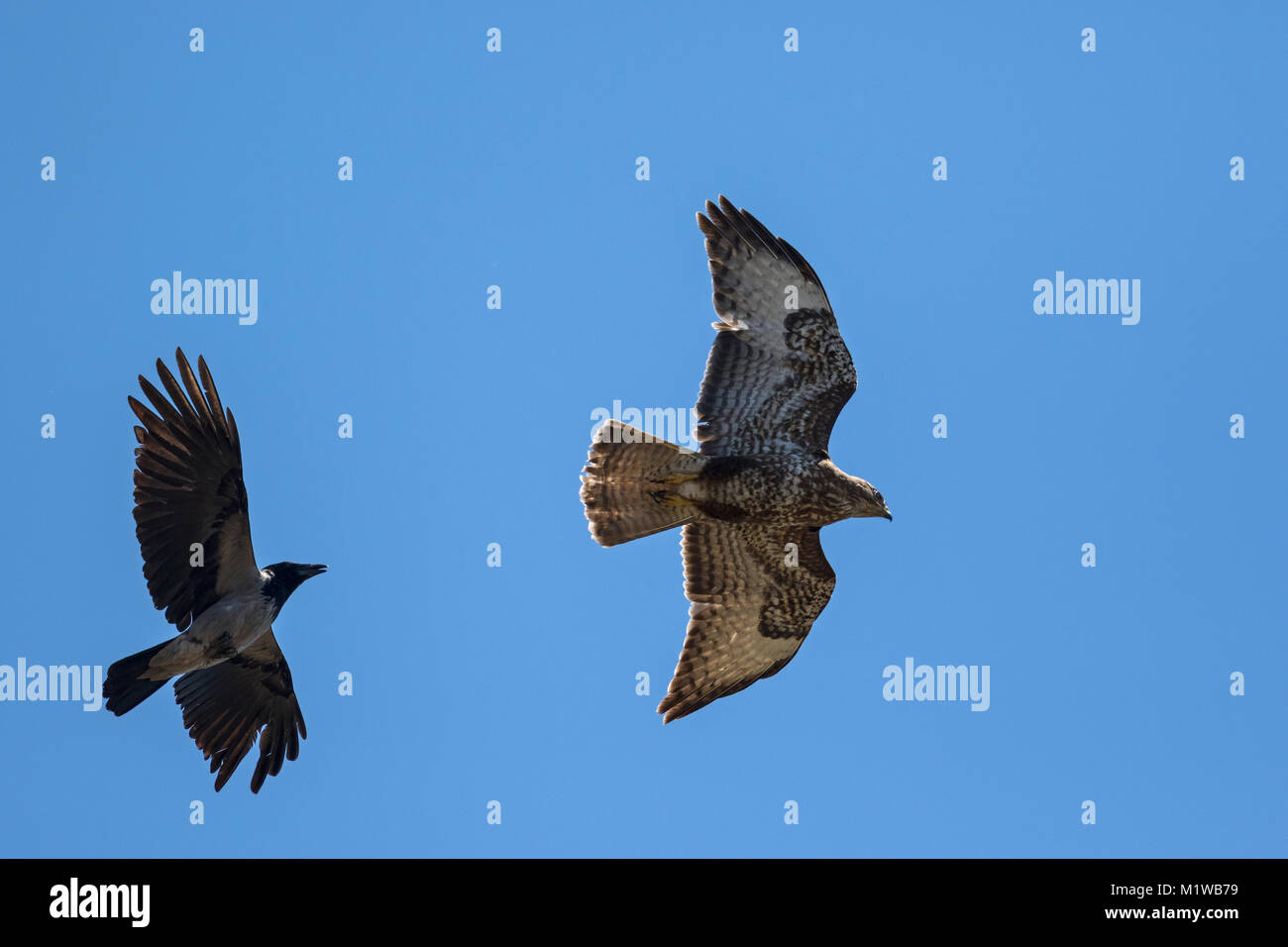 Comune poiana, poiana eurasiatica 2 cy in volo (Buteo buteo) e la cornacchia mantellata (Corvus corone cornix), Foto Stock