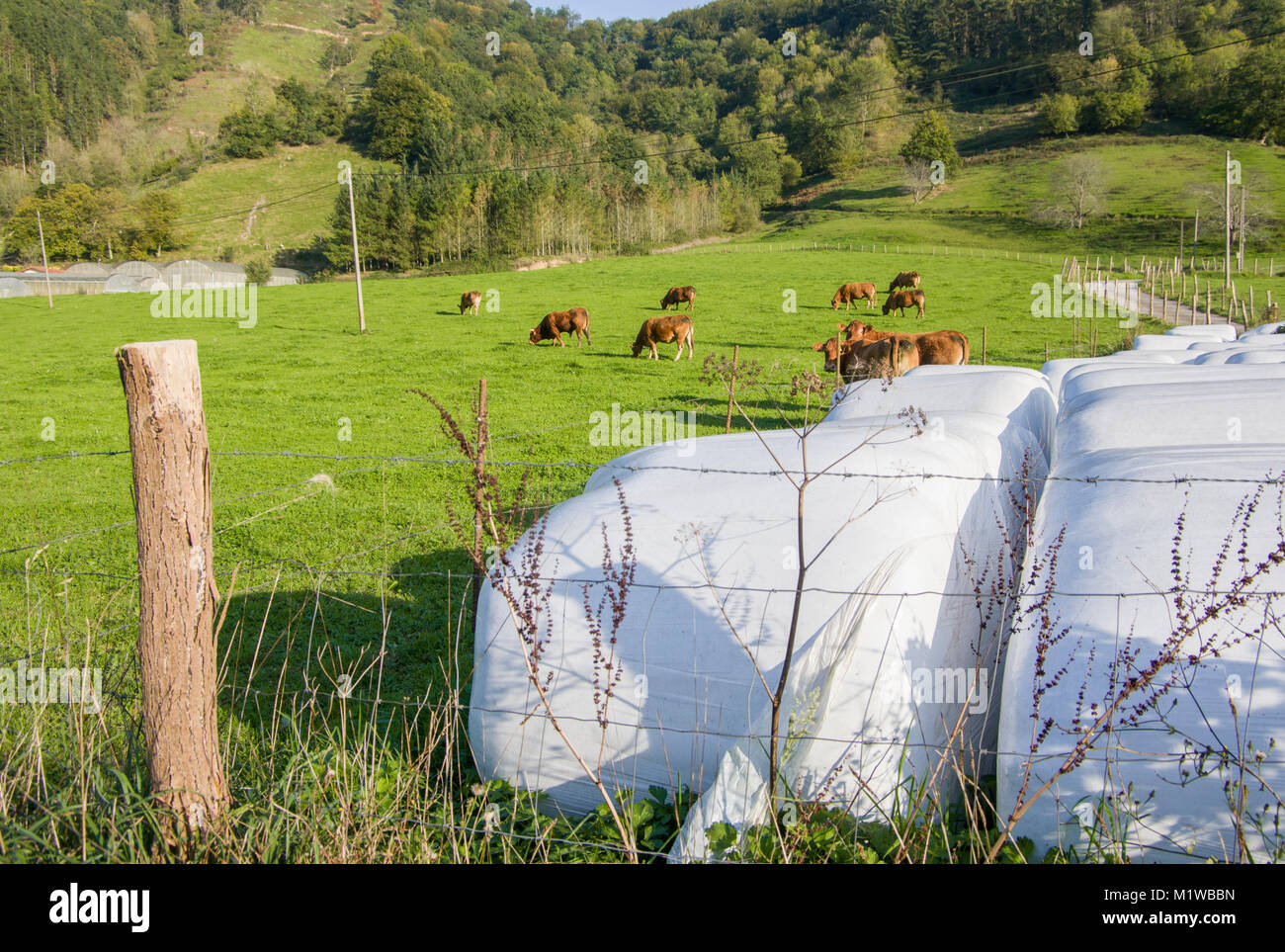 Avvolte in plastica rotonda di balle di insilato in campo e le mucche al pascolo, Nuarbe, Gipuzkoa, Paesi Baschi Foto Stock