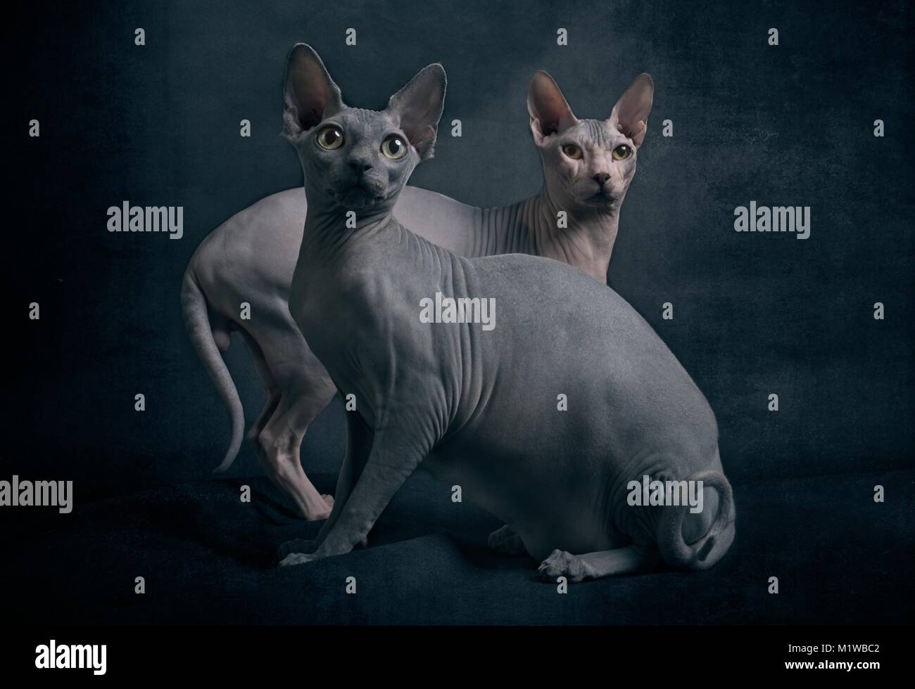 Due graziosi Sphynx gatti su sfondo scuro Foto Stock