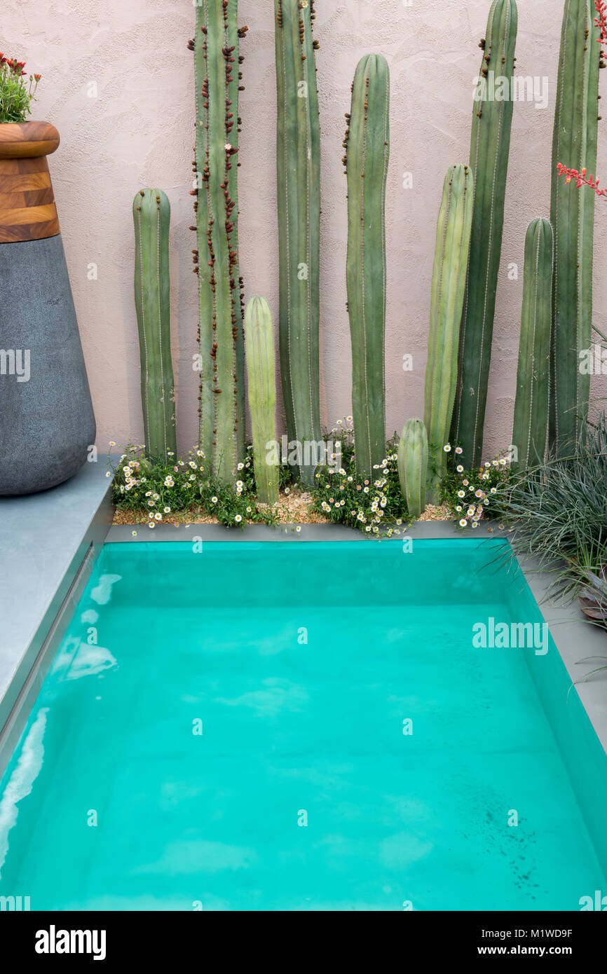 Vista sul giardino messicano della piscina turchese e del cactus cactus di Stenocereus marginatus con impianto di Erigeron karvanskianus UK Foto Stock