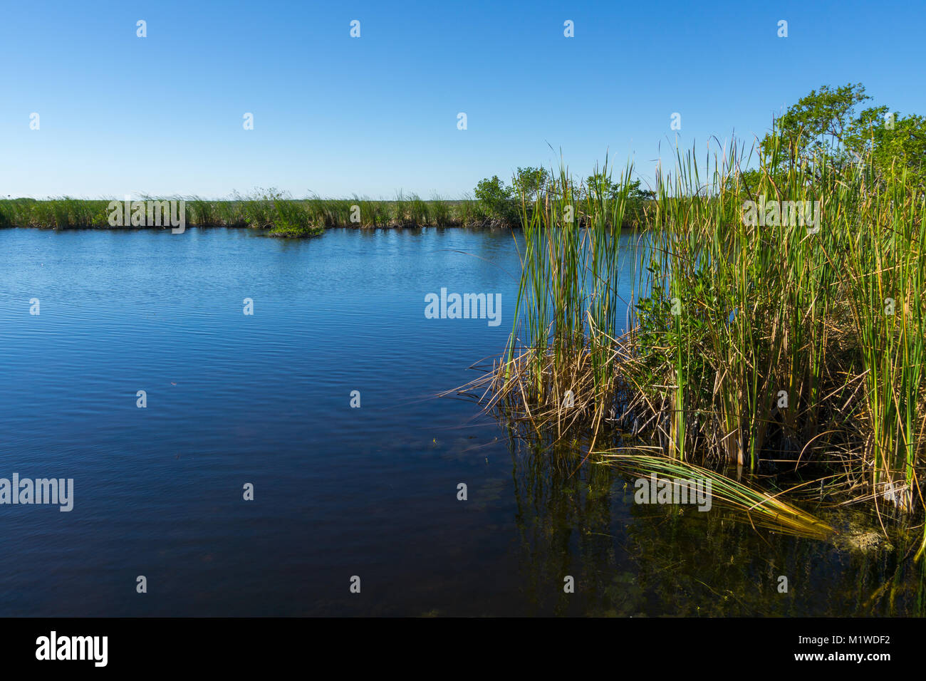 Stati Uniti d'America, Florida, silenziose acque di palude everglades fiume tra il verde sawgrass Foto Stock