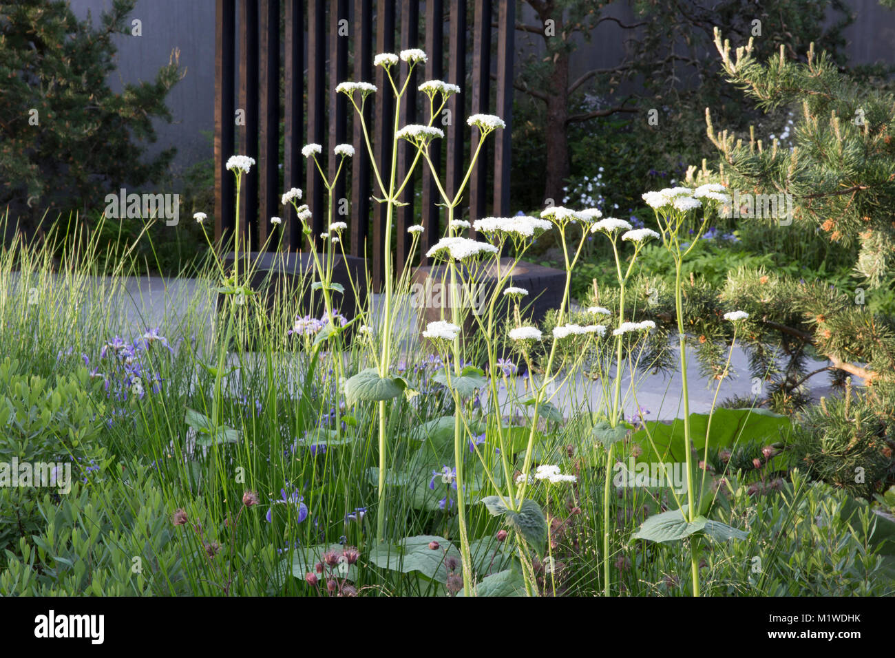 Banca del Canada giardino, il Chelsea Flower Show 2018 scuro passerella in legno sulla piscina, carbonizzati cubo di legno sede Foto Stock