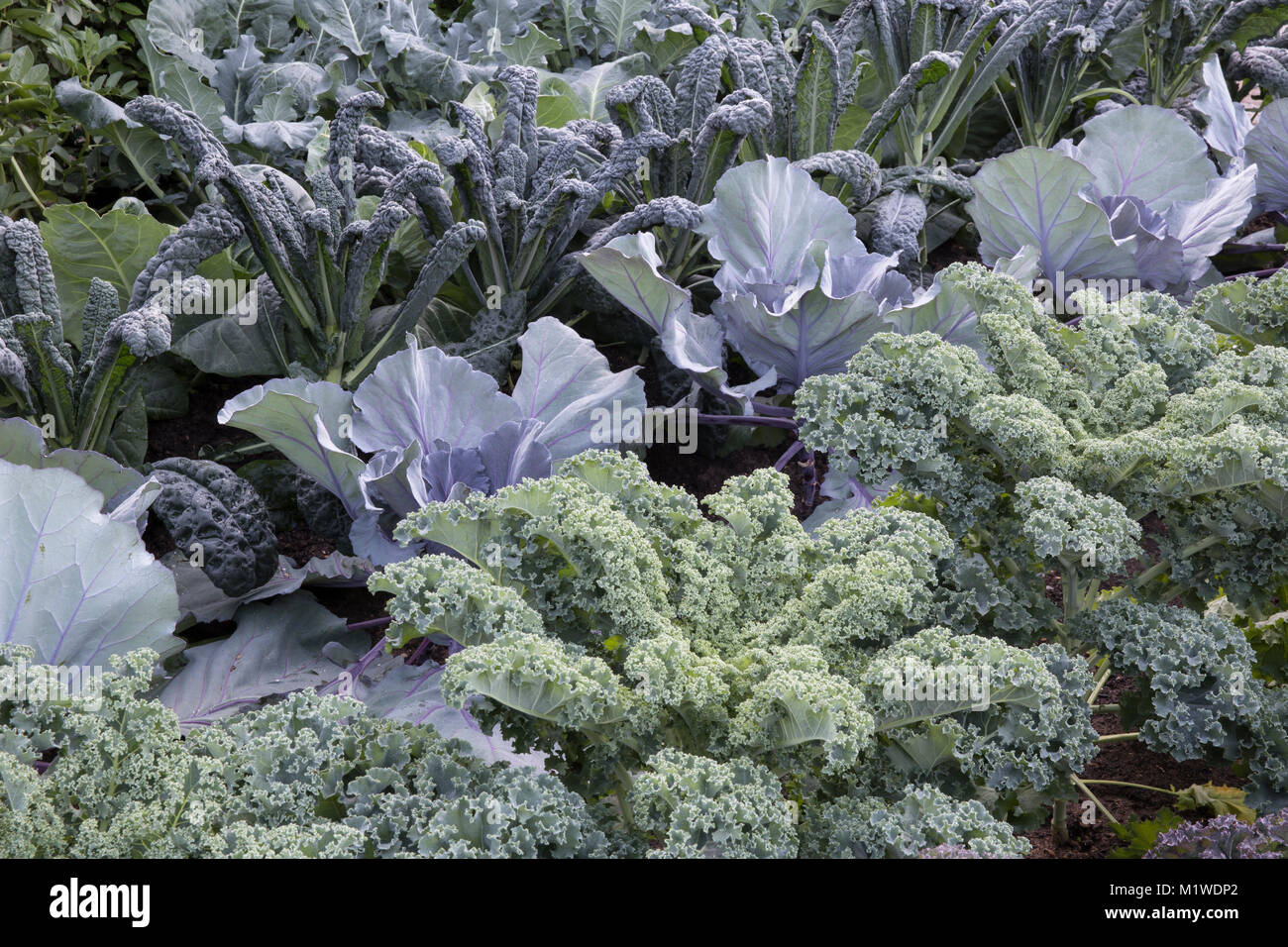 Un orto di cucina vegetariana veg appezzamento in filari su assegnazione da destra a sinistra: Kale Reflex - Cabbage Red Jewel - Kale Nero di Toscano UK Foto Stock