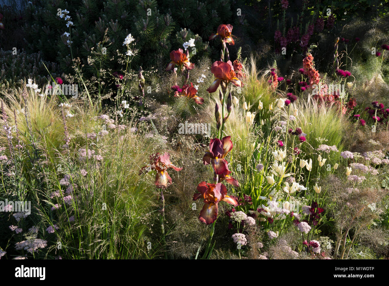 Giardino con erba ornamentale nel colorato giardino inglese al confine con Irises Iris Kent Pride UK RHS Chelsea Flower Show Foto Stock