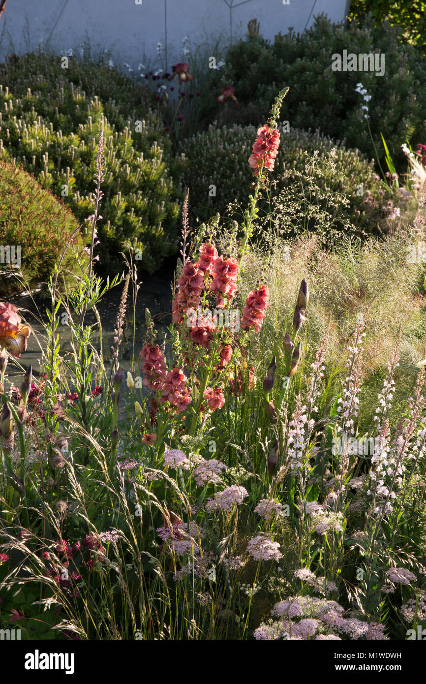 La BBC Radio 2 Jeremy Vine Texture giardino, RHS Chelsea Flower Show 2017 Foto Stock