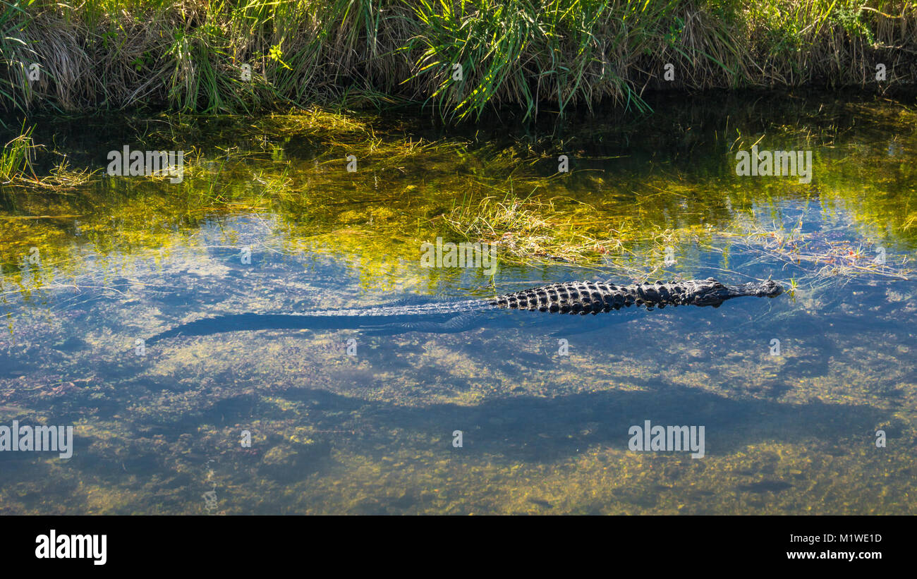 Stati Uniti d'America, Florida, acqua cristallina con piscina in coccodrillo everglades natura Foto Stock