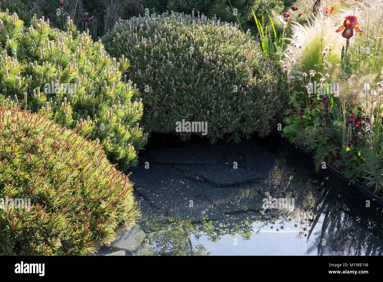 Giardino con un piccolo stagno caratteristica acqua e fiori d'estate bordo e erba ornamentale erba e finocchio verbascum nel Regno Unito Foto Stock