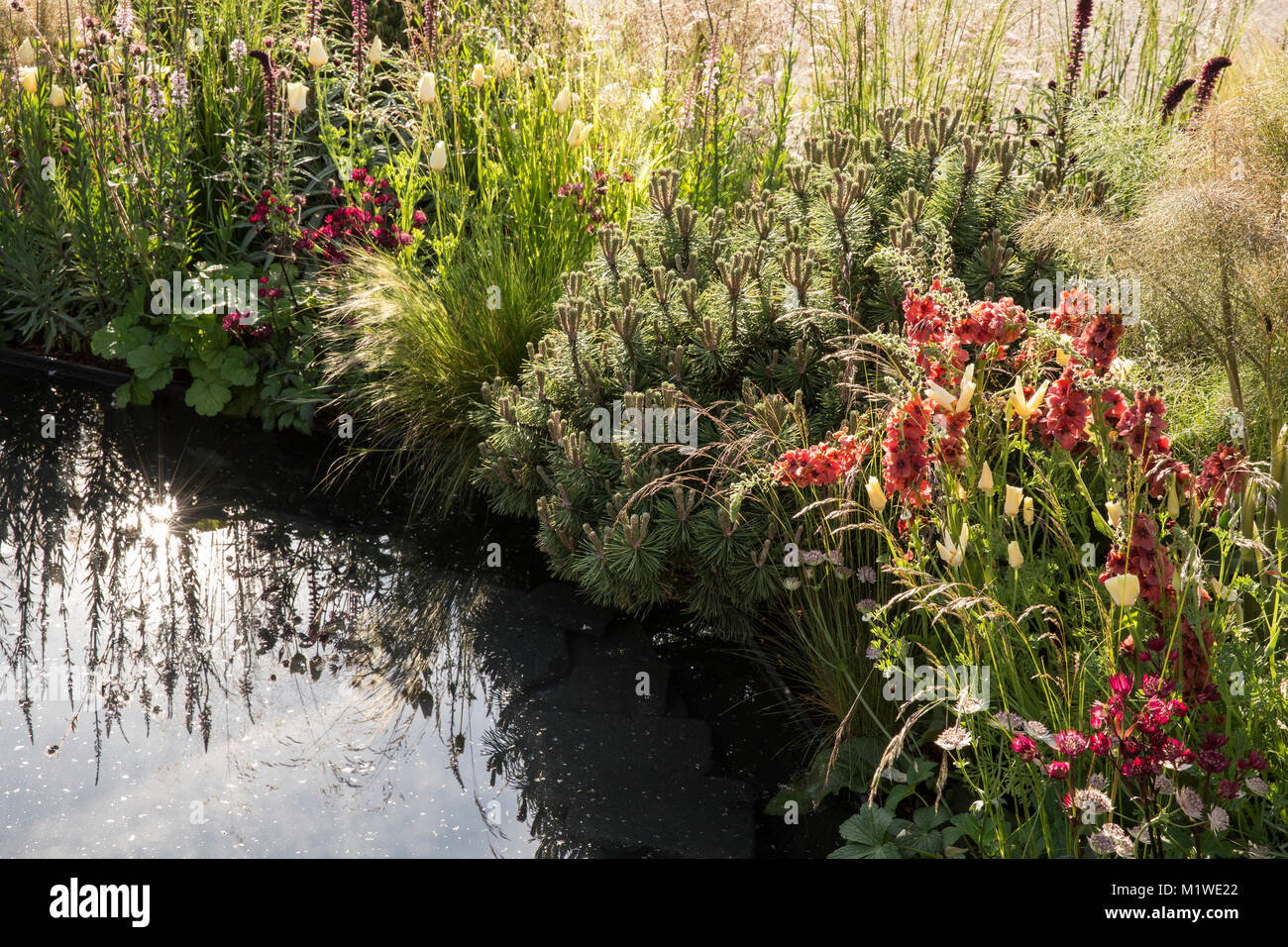 Giardino con un piccolo stagno caratteristica acqua e fiori d'estate bordo e erba ornamentale erba e finocchio verbascum nel Regno Unito Foto Stock