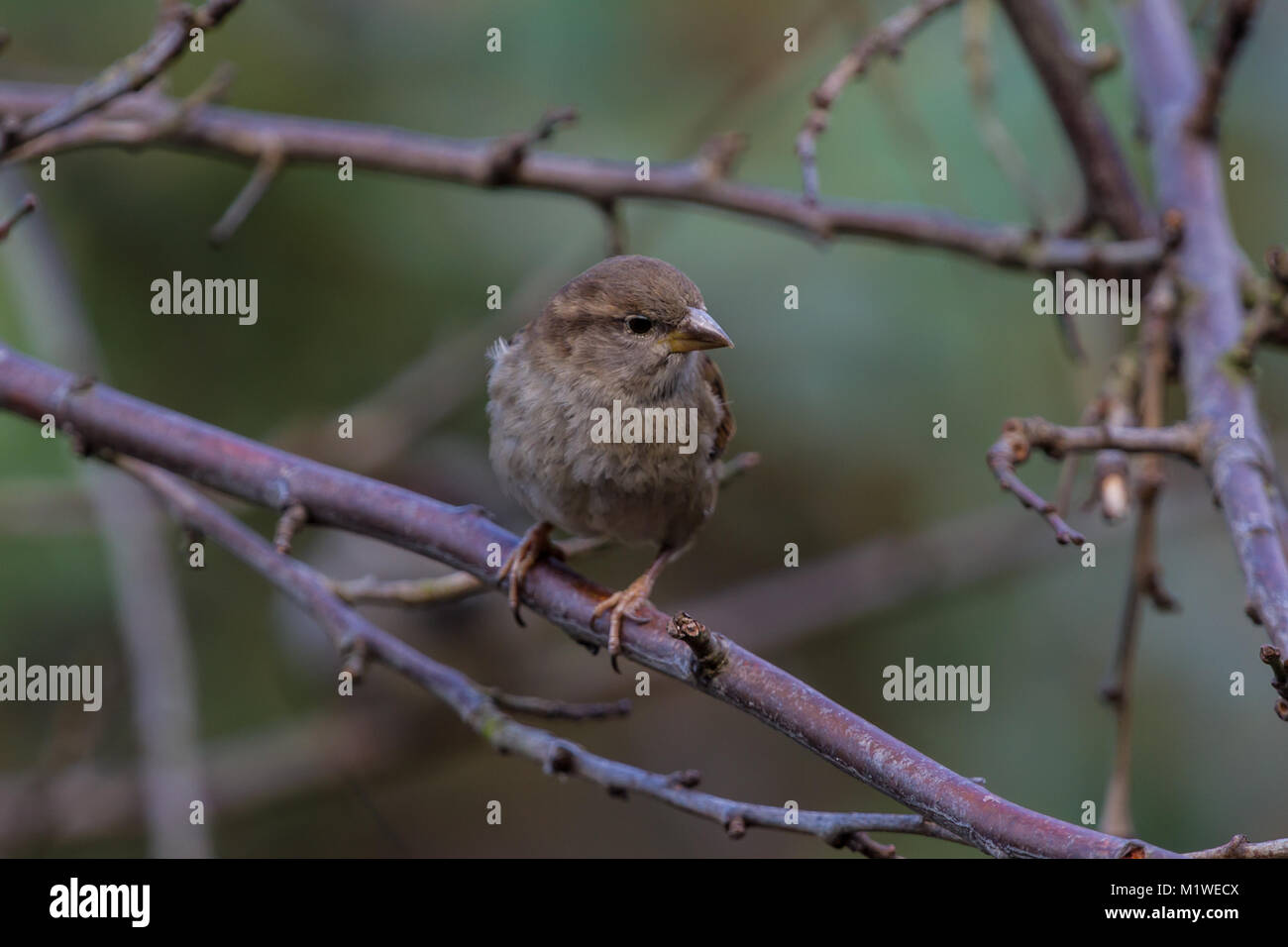 Casa Passero Passer domesticus singolo adulto inverno. Isole britanniche Foto Stock