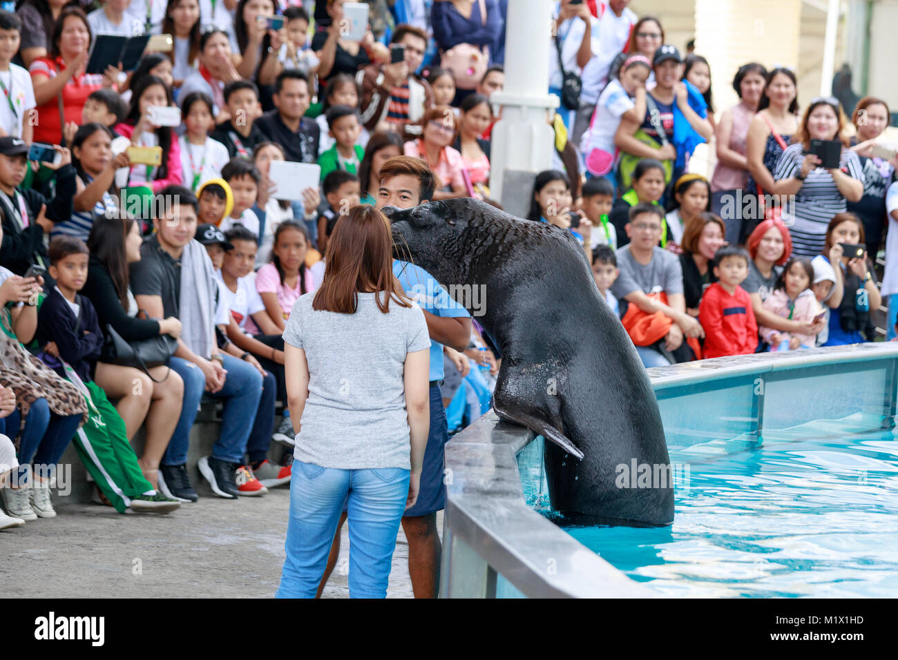 SUBIC BAY, Manila, Filippine : Jan 28, 2018 - persone non identificate sono riuniti leone di mare davanti a una folla Presso Subic Ocean Adventure visualizza Foto Stock