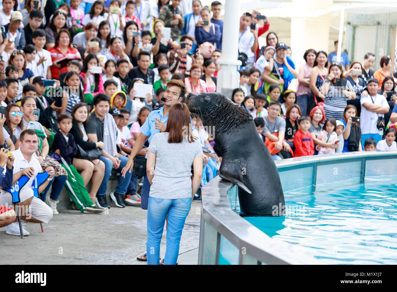 SUBIC BAY, Manila, Filippine : Jan 28, 2018 - persone non identificate sono riuniti leone di mare davanti a una folla Presso Subic Ocean Adventure visualizza Foto Stock