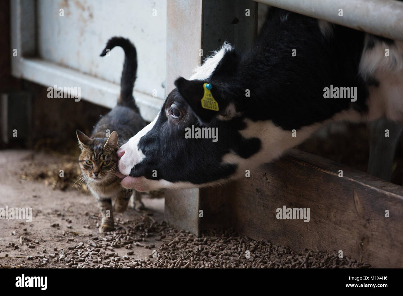 Un gatto da cortile ottiene un leccare da una vacca boia in una stalla in una fattoria in Inghilterra del Nord, Regno Unito Foto Stock