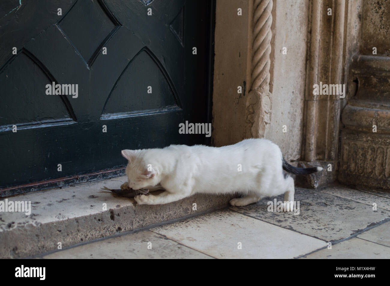 Cat mangiare pesce morto sulla porta di casa a Dubrovnik, Croazia Foto Stock