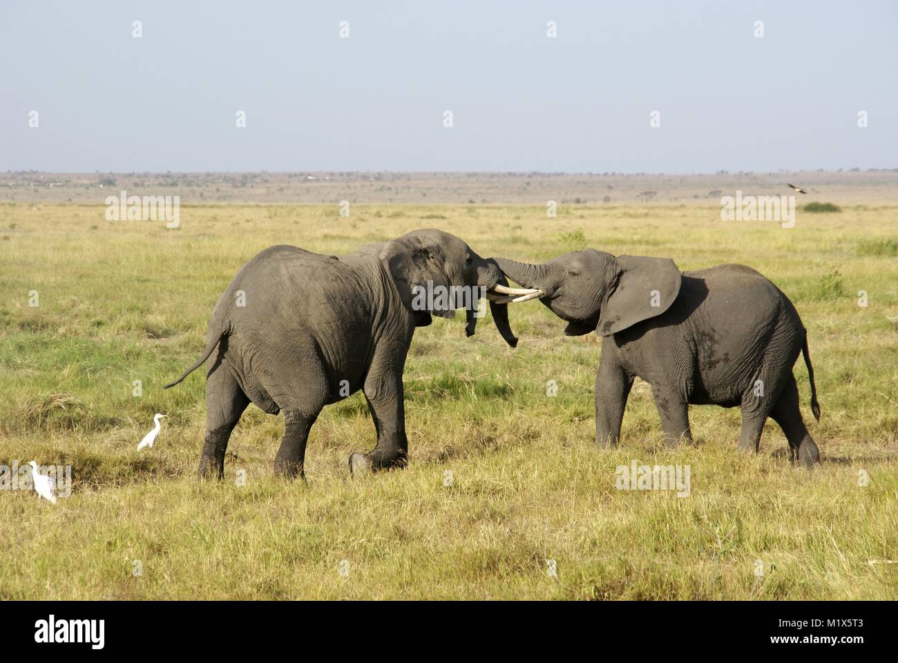 Elefante africano (Loxodonta africana) kenya safari natura della fauna selvatica Foto Stock