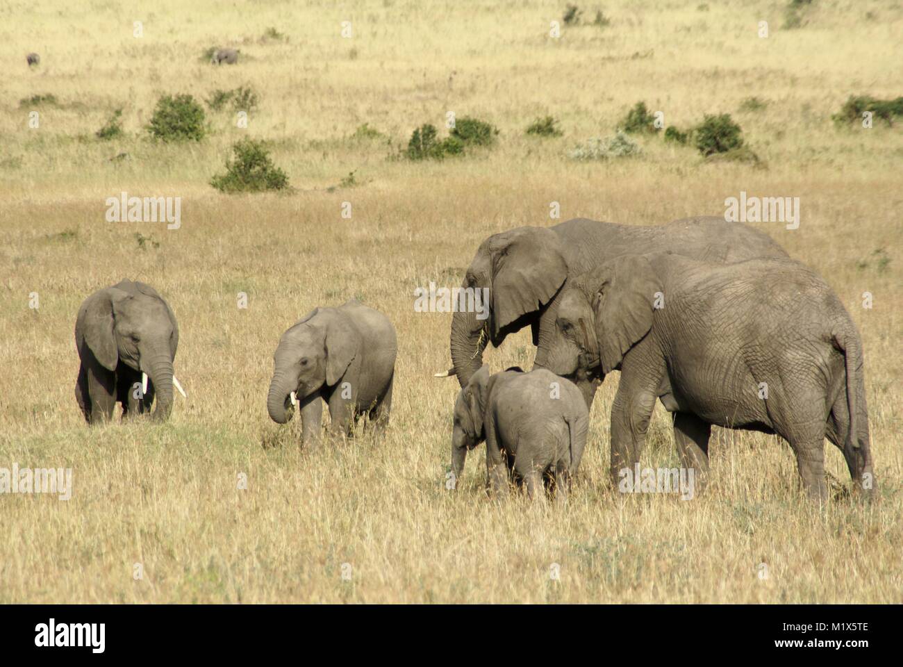 Elefante africano (Loxodonta africana) kenya safari natura della fauna selvatica Foto Stock