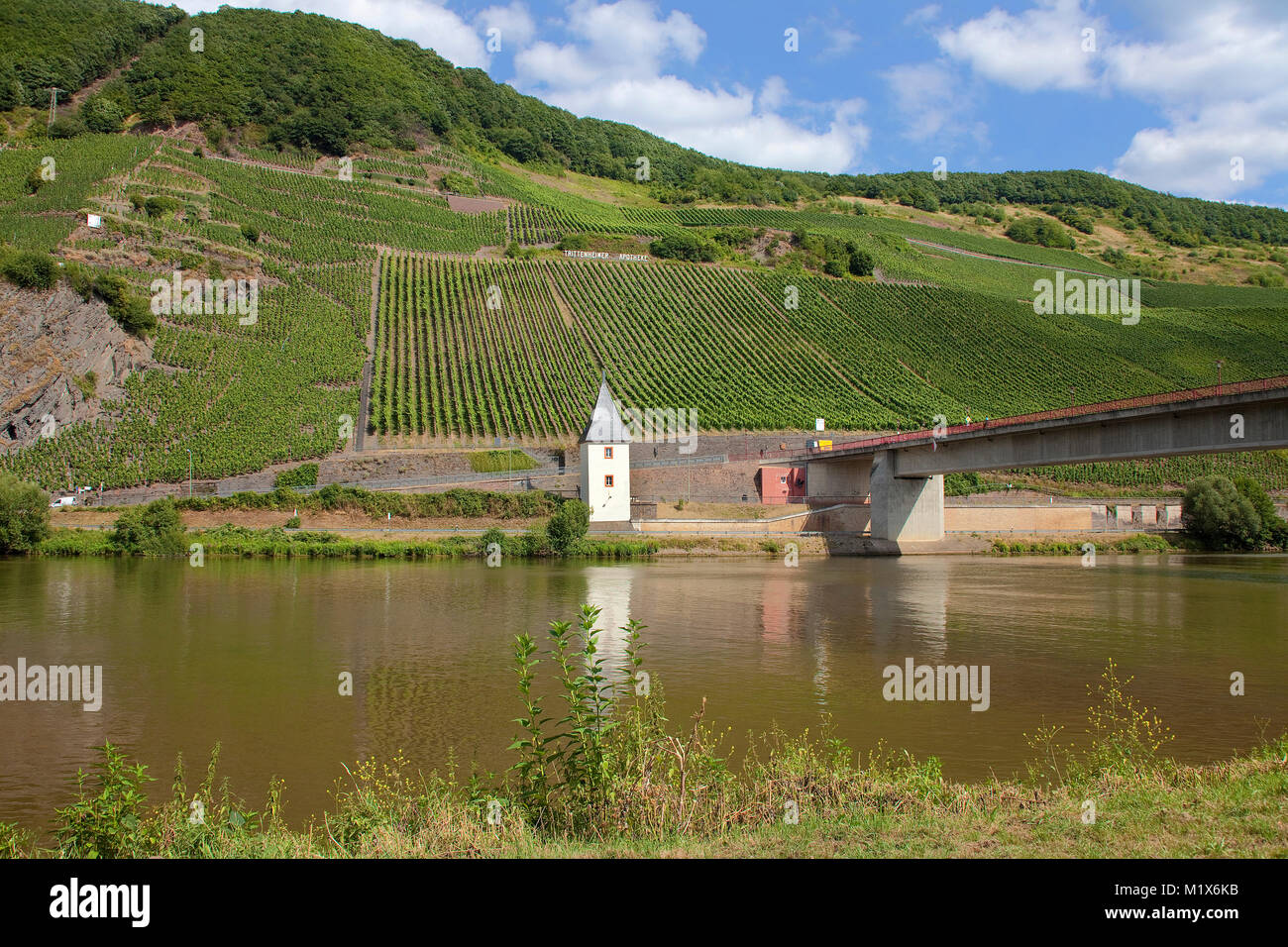 Vigneto, viticoltura, ponte della Mosella e traghetto tower presso il villaggio del vino Trittenheim, Mosella, Renania-Palatinato, Germania, Europa Foto Stock
