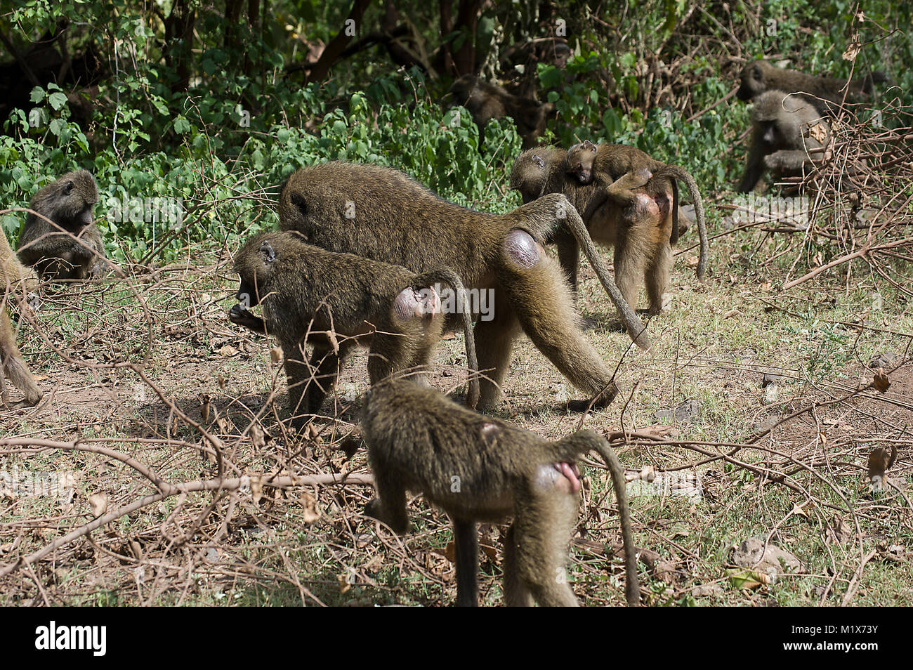 I babbuini oliva o papio anubis al Lago Manyara nel Serengeti, nel nord della Tanzania, Arush, su safari Foto Stock