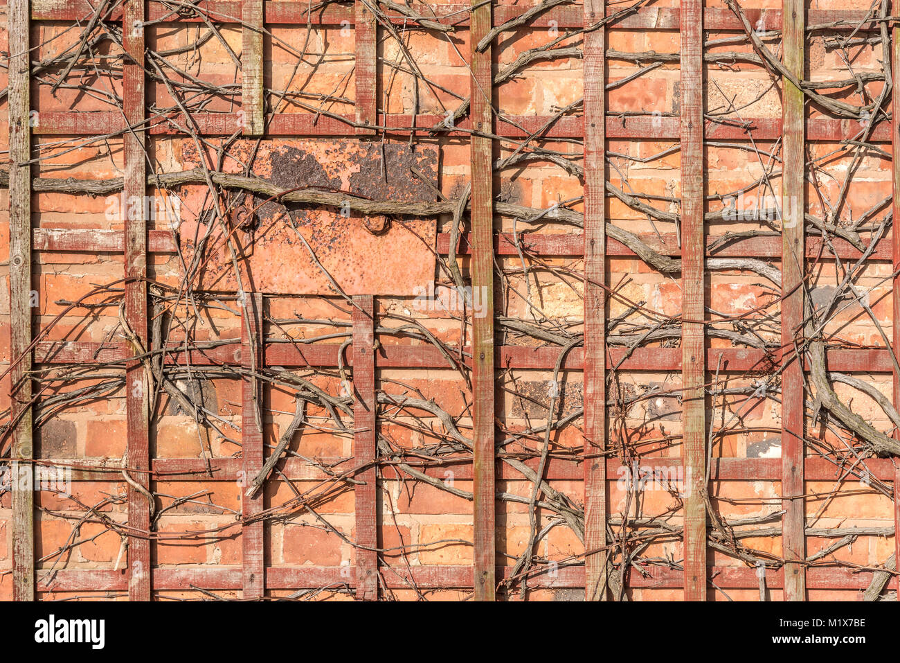 Rustico trellis con impianto dormienti muro di mattoni Foto Stock
