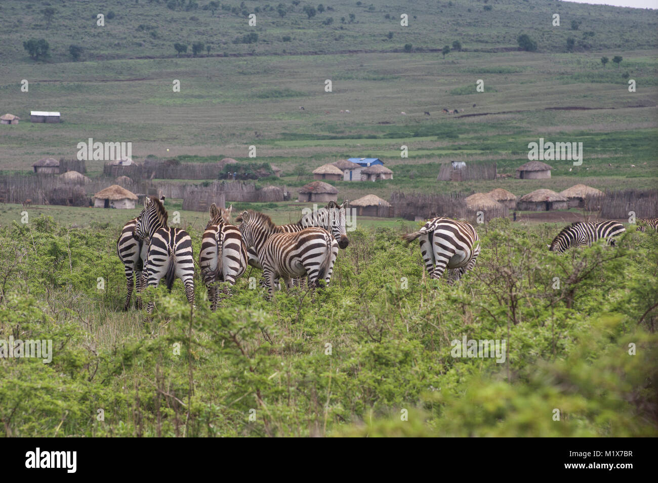 Zebre vagabondare liberamente nel Serengeti in Tanzania settentrionale con alberi di acacia in background in Nduti Serengetti Parco Nazionale di Arusha Foto Stock