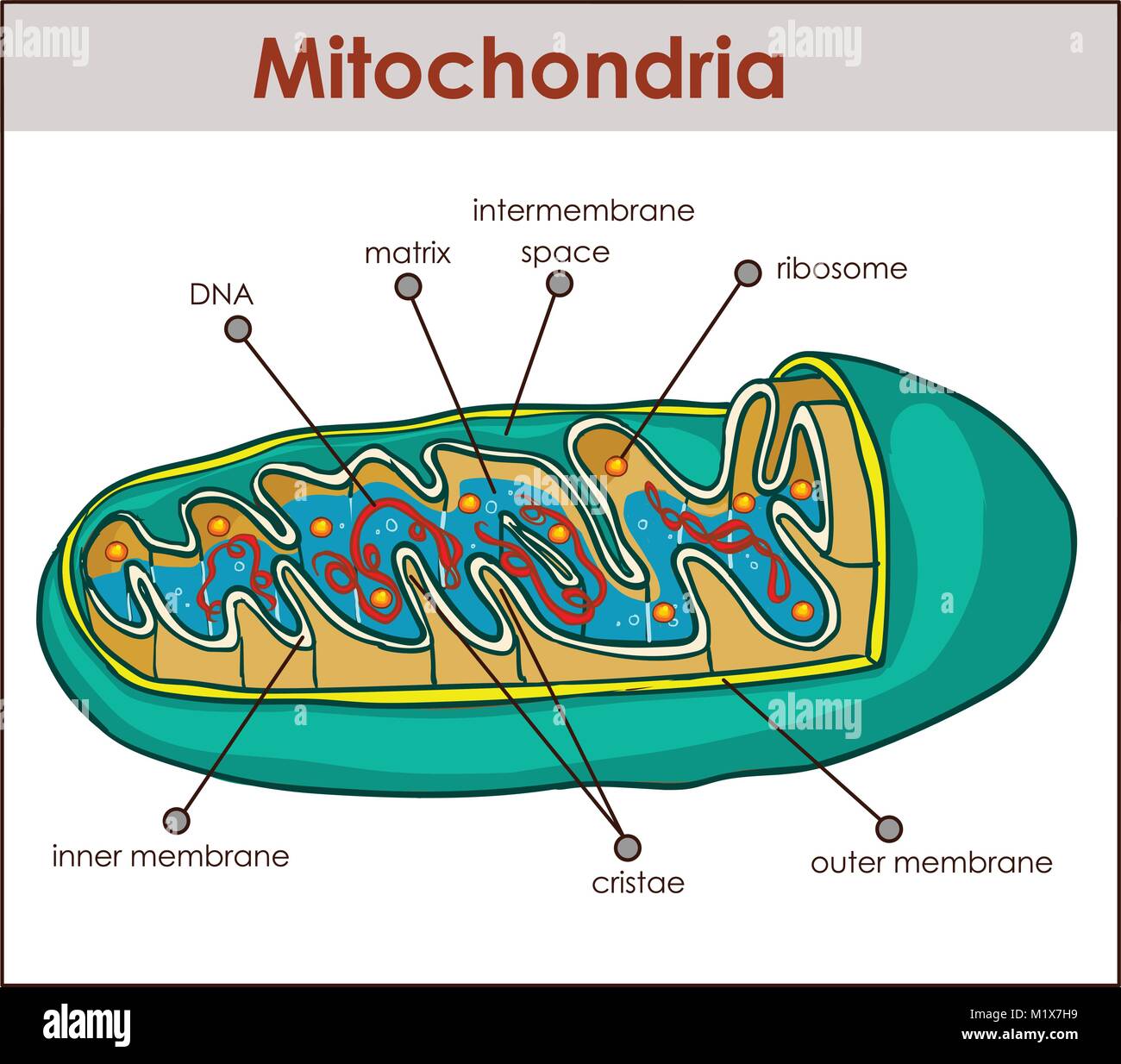 Vector illustratore della sezione trasversale dei mitocondri. Illustrazione Vettoriale