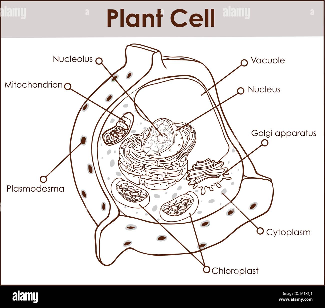 Cellula vegetale isolato su bianco foto realistiche di illustrazione vettoriale Illustrazione Vettoriale