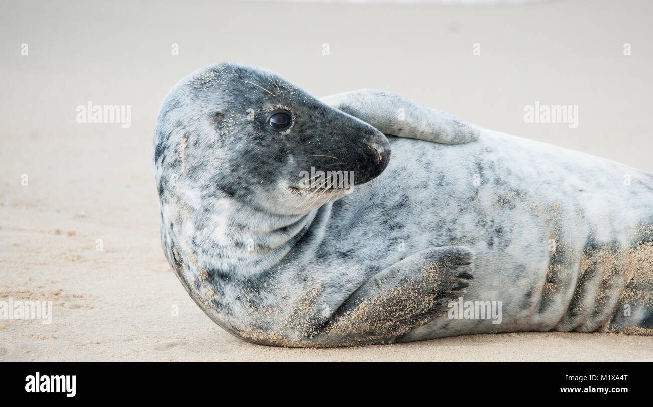 Le foche grigie (Halichoerus grypus) prendete tempo per rilassarsi e per rilassarsi sulla spiaggia Foto Stock