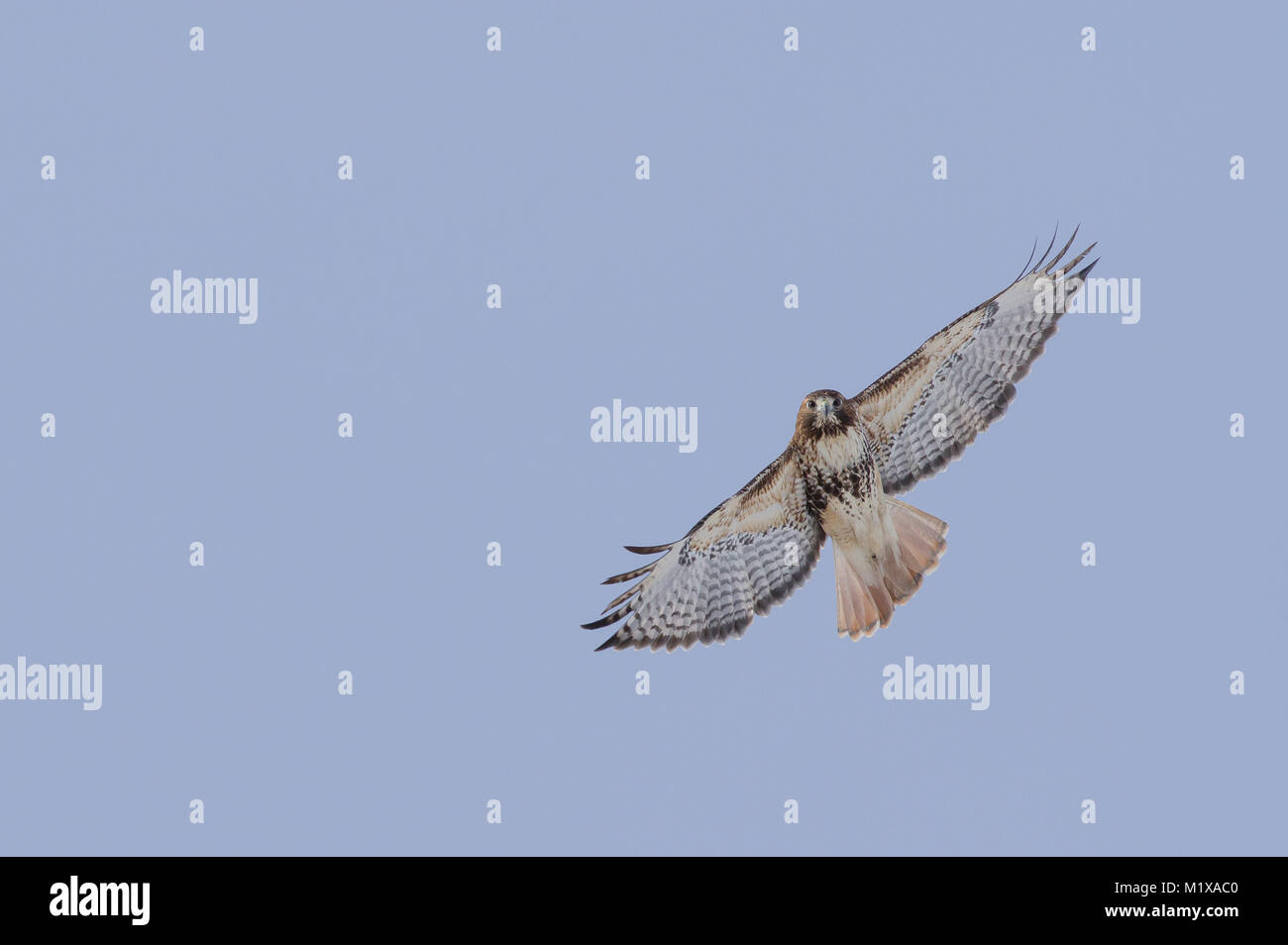 Abieticola sottospecie di Red-tailed Hawk in volo. Foto Stock