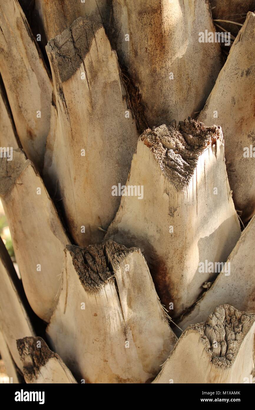 Palm tree texture tronco sotto il sole Foto Stock