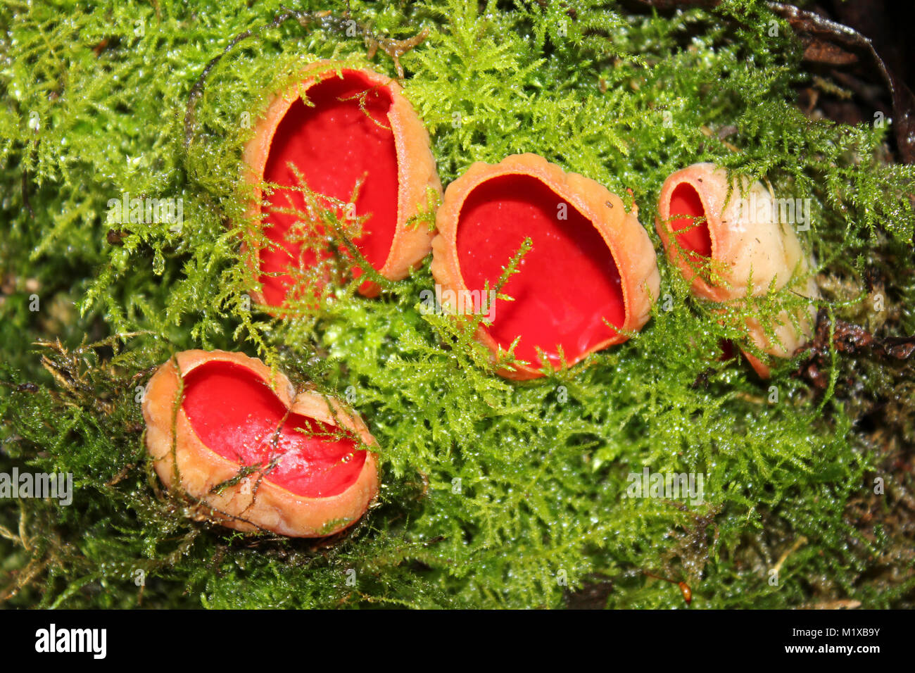Scarlet Elf Cup Sarcoscypha coccinea Foto Stock