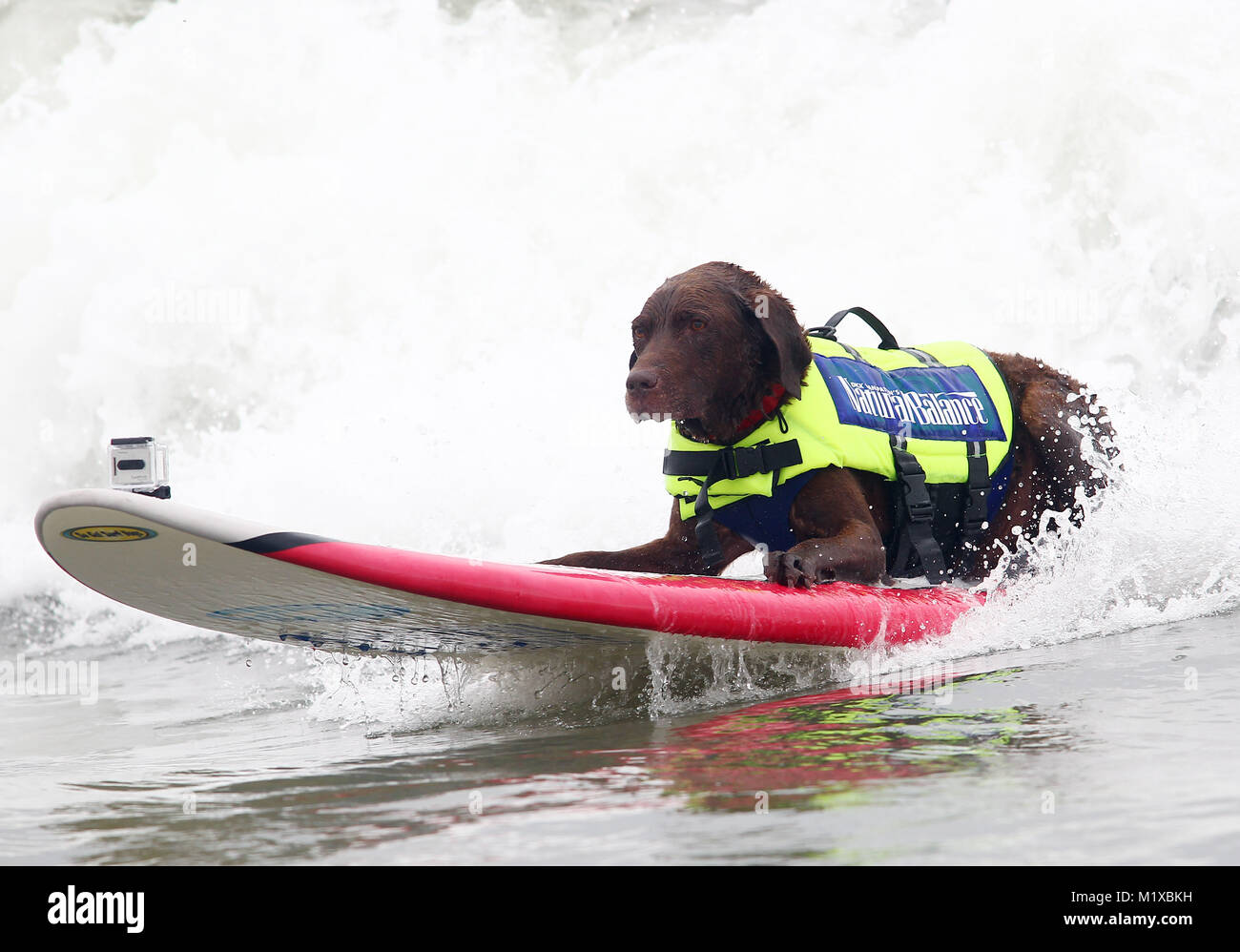 Surf City Surf cane concorso a Huntington Beach, California compreso il tentativo di record mondiale per la maggior parte dei cani su una tavola da surf. Foto Stock