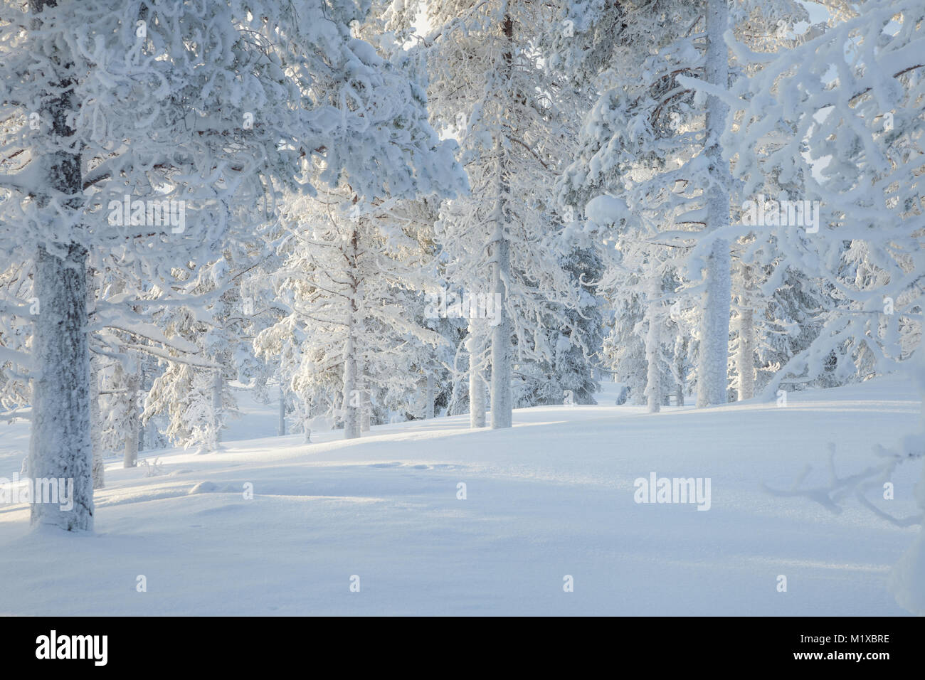 Sun giunge in bianco inverno nevoso forest Foto Stock