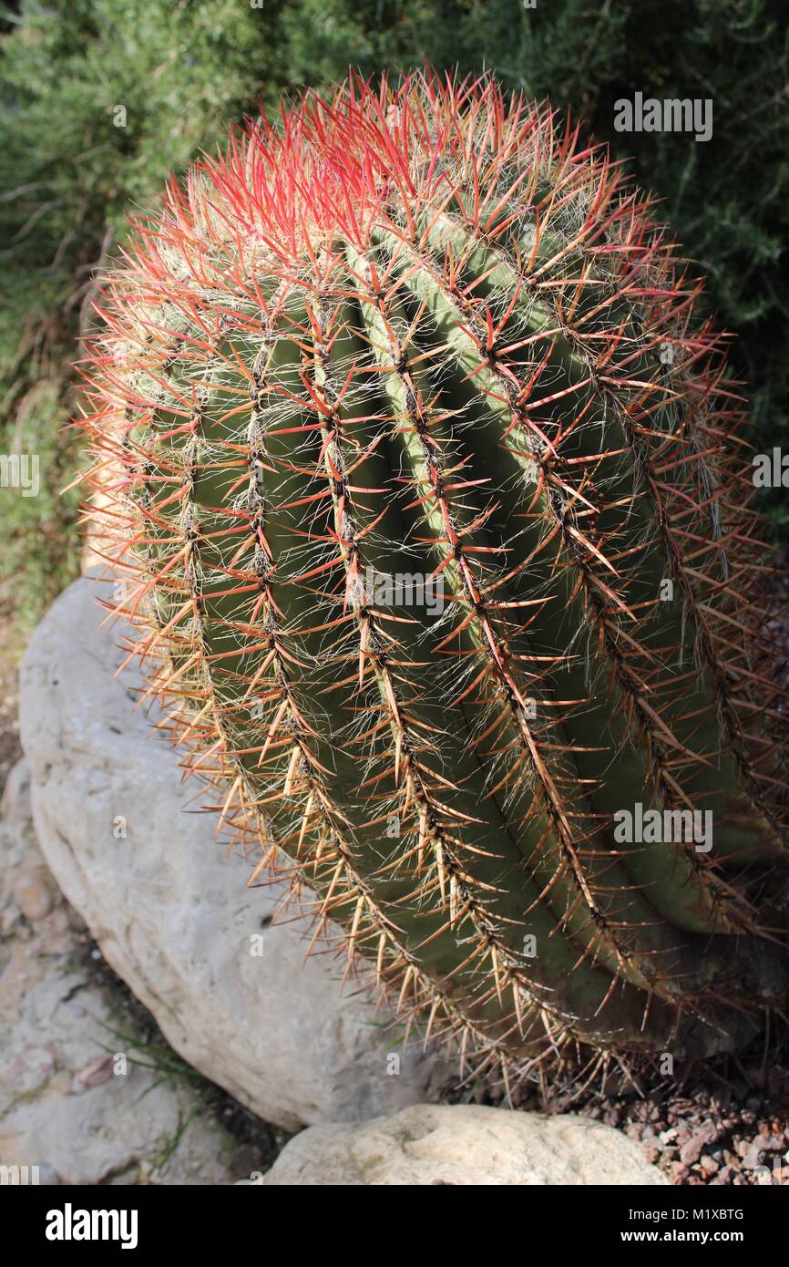 Colorato Ferocactus Pilosus in un giardino di Elche, Spagna Foto Stock