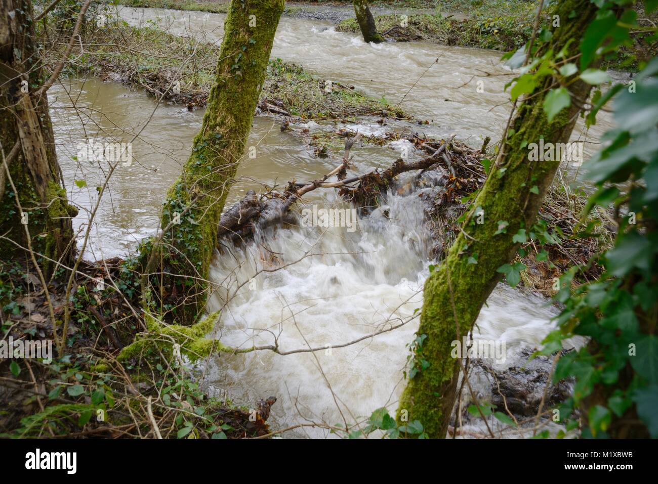 Impurità legnose formando una diga naturale e un rallentamento della velocità del flusso di fiume, il fiume Wyre, Wales, Regno Unito. Foto Stock