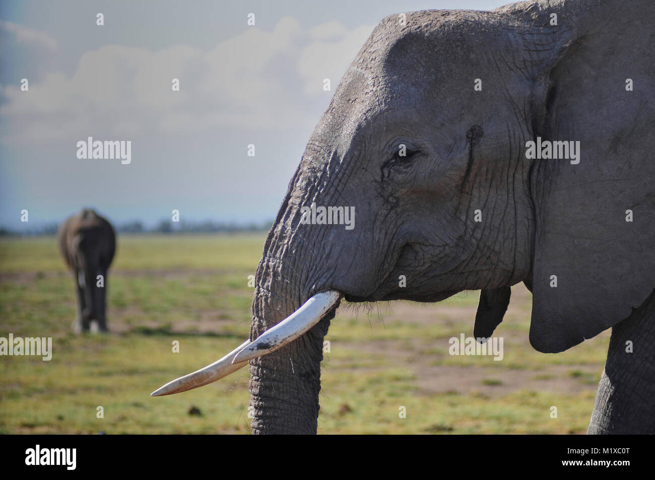 Testa di elefante africano visto dal lato con lo sfondo di elefante. Foto Stock