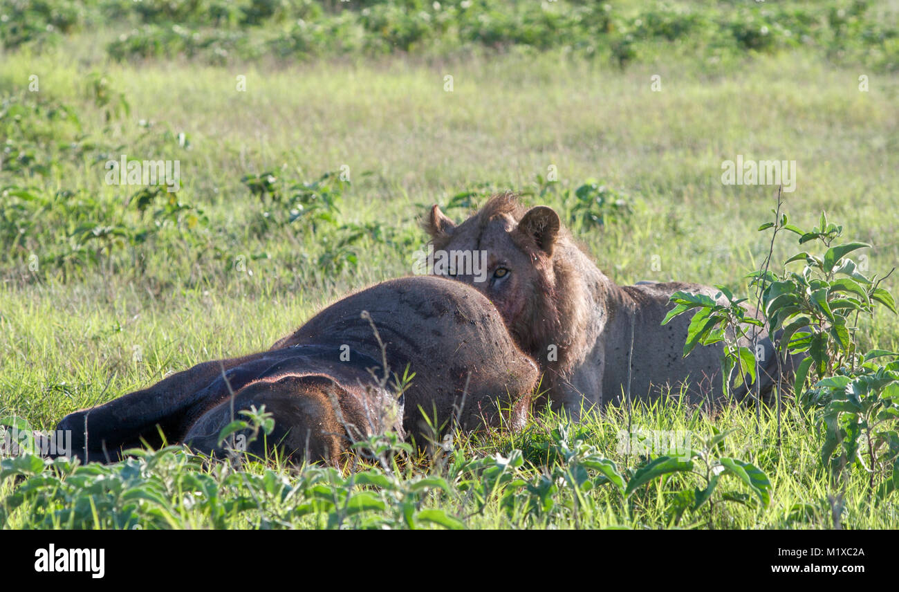 Giovane maschio Lion (Panthera leo) assaporerete i giovani dell' elefante africano (Loxodonta africana) vitello che di recente ha ucciso. Amboseli. Kenya. Foto Stock