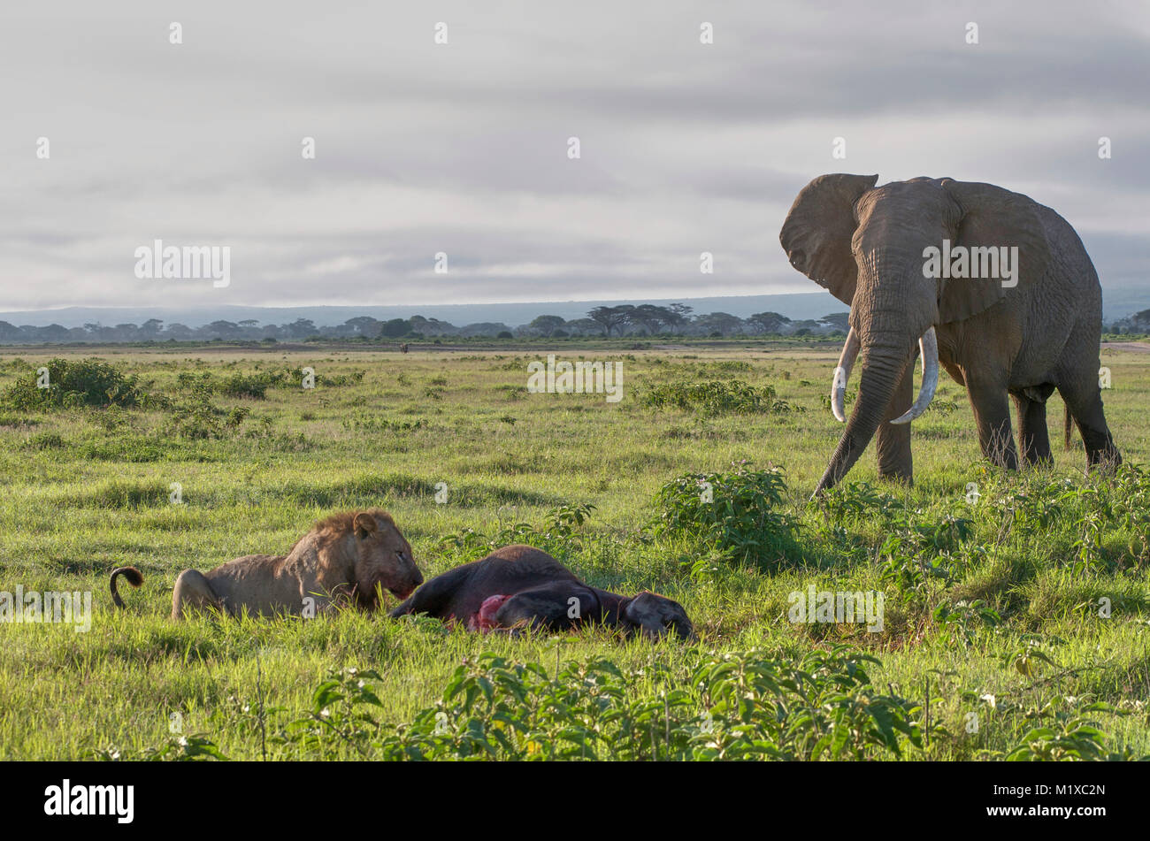 Grandi Bull dell' elefante africano (Loxodonta africana) approcci giovane maschio Lion che ha appena ucciso un elefante polpaccio. Amboseli. Kenya. Foto Stock