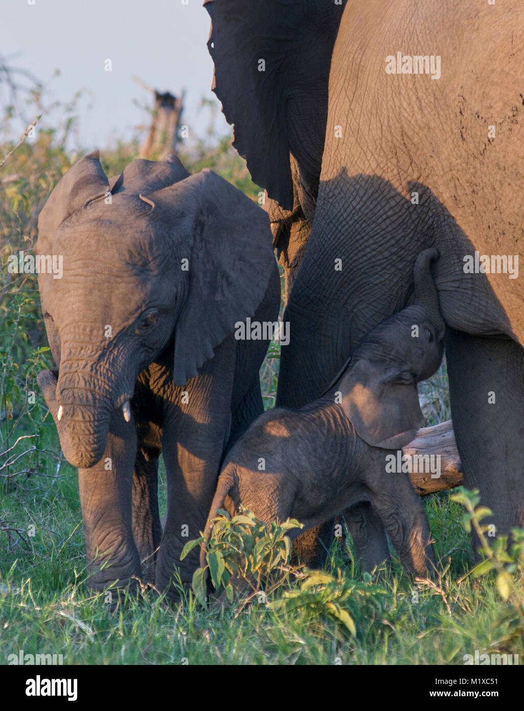 Elefante africano (Loxodonta africana) vitello lattante dalla madre con luce calda del pomeriggio. Giovani allomother sorge accanto a loro. Amboseli. Kenya. Foto Stock